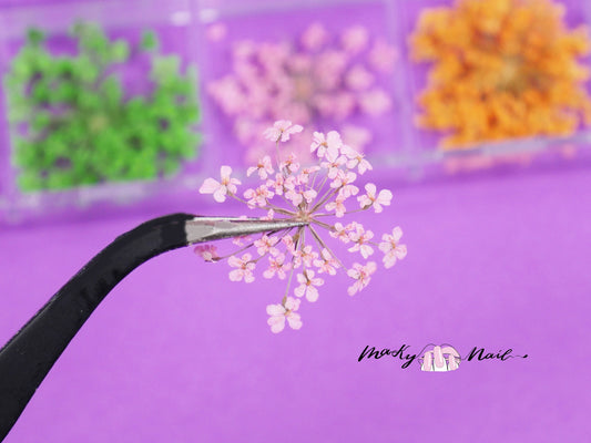 Dying Pressed Real Dry Queen Anne's Lace and daisy Dry Flower/ 1 box dried gypsophila flower supply for resining crafts nail art UV resin